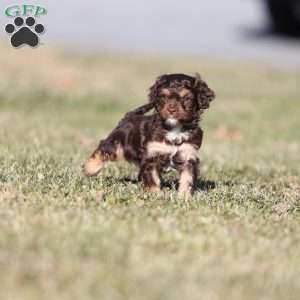 Gingerbread, Cavapoo Puppy